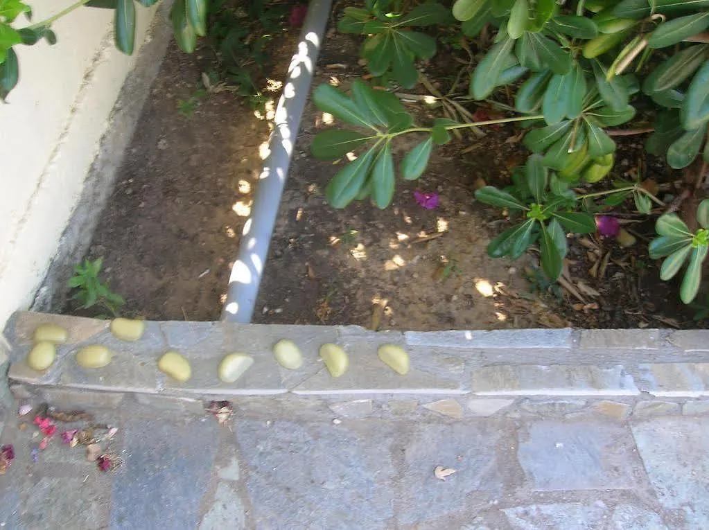 Aristea Studios Mousata
